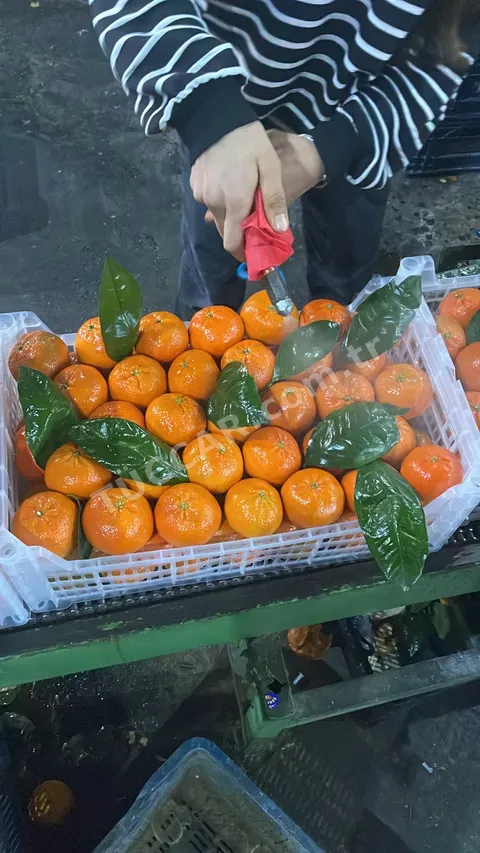Narenciye Paketleme tesisi