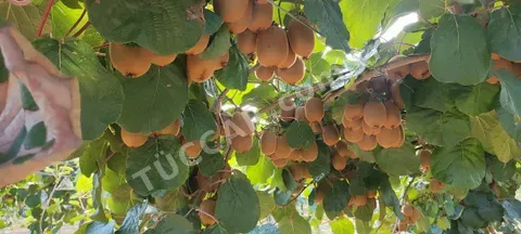 Kivi Jumbo boy HAYWART cinsi kilo 120tl