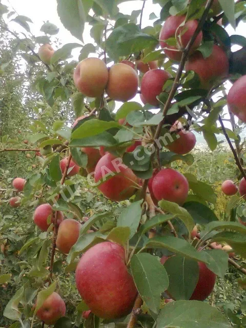 Kırmızı ve Yeşil Elma
