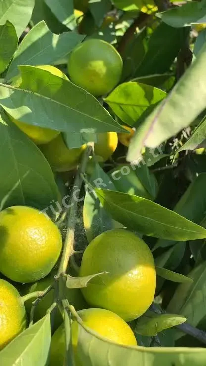 Okitsu mandalina