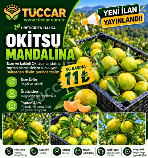 OKİTSU MANDALİN