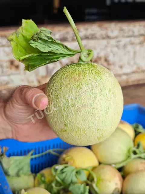 Dondurma Kavun, Bal Kavun