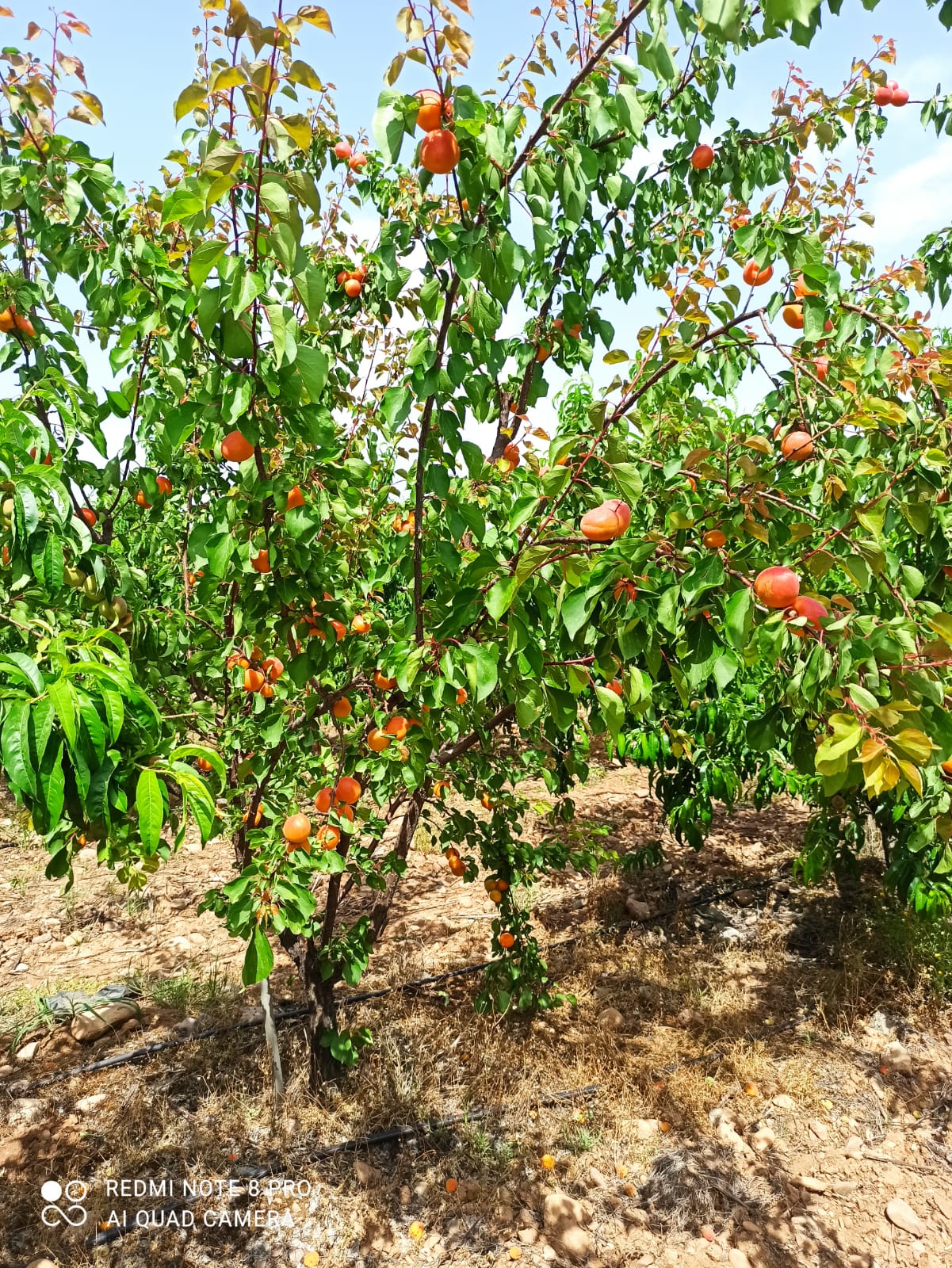 40E170B8-1C89-47A7-AC67-F2F7DCA238C2