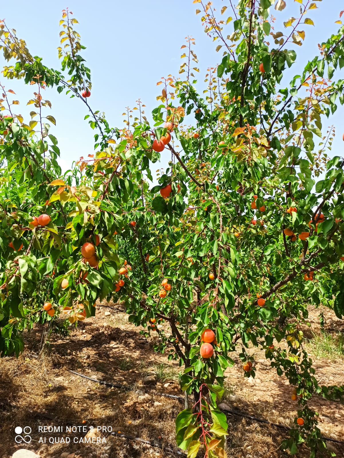 5E61F9BA-79C8-4BE1-A12C-E07DAFDD29FC