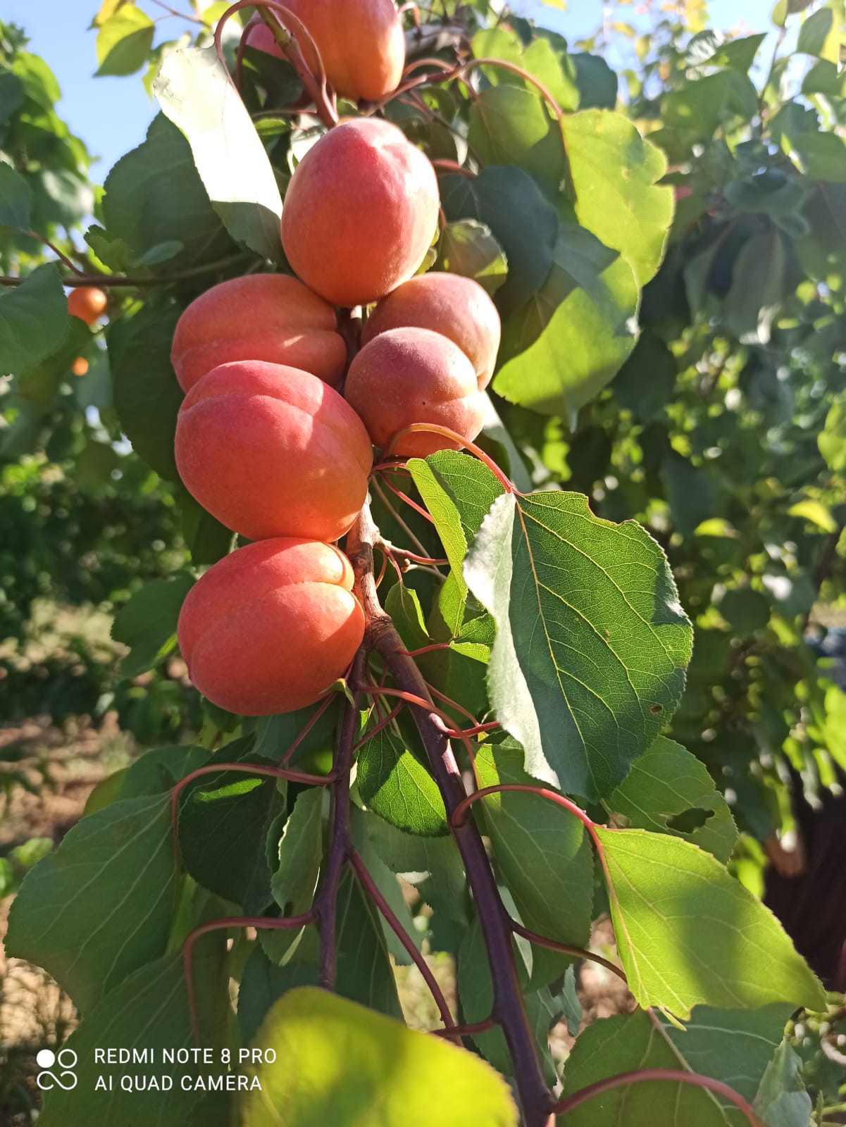 FFCE7D2E-7945-436F-A9D7-88A8142E94B1